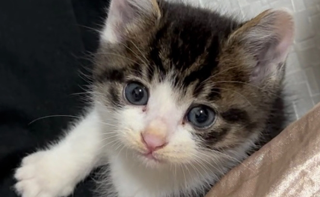 ぬぅちゃん応援　¥1000