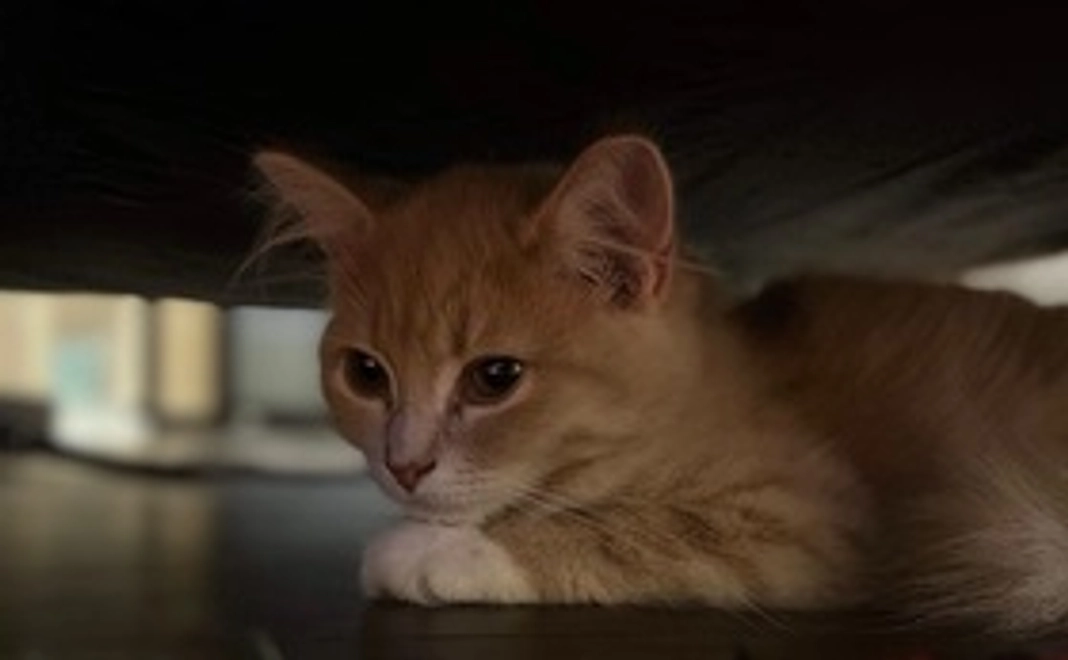 モナカ応援　3000円