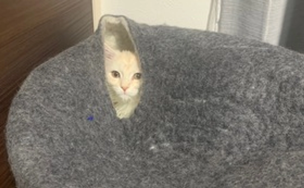 【1,000】頑張れデコ！(リターン不要)