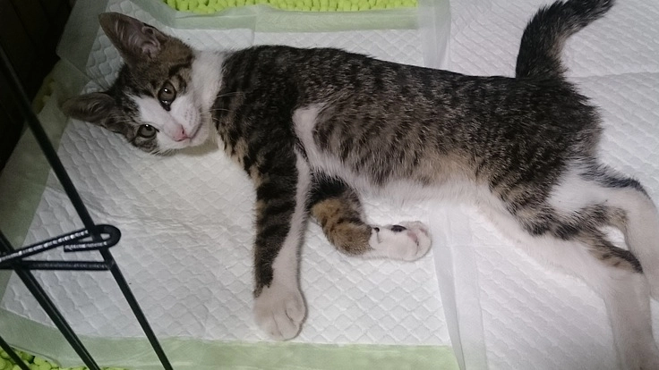 老猫や障害猫をケアするために