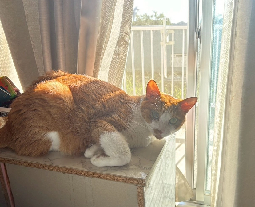 ねこかつ通信（2025年9月）