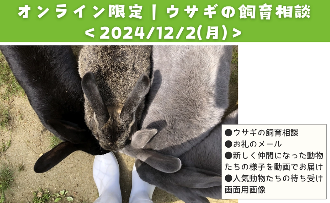 オンライン限定｜ウサギの飼育相談＜2024/12/2（月）＞