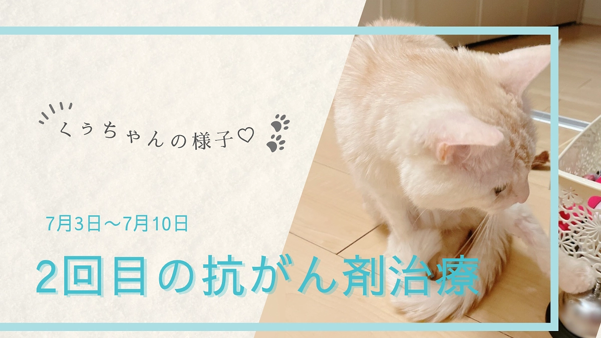 2回目の抗がん剤治療後のくぅちゃんの様子🐾