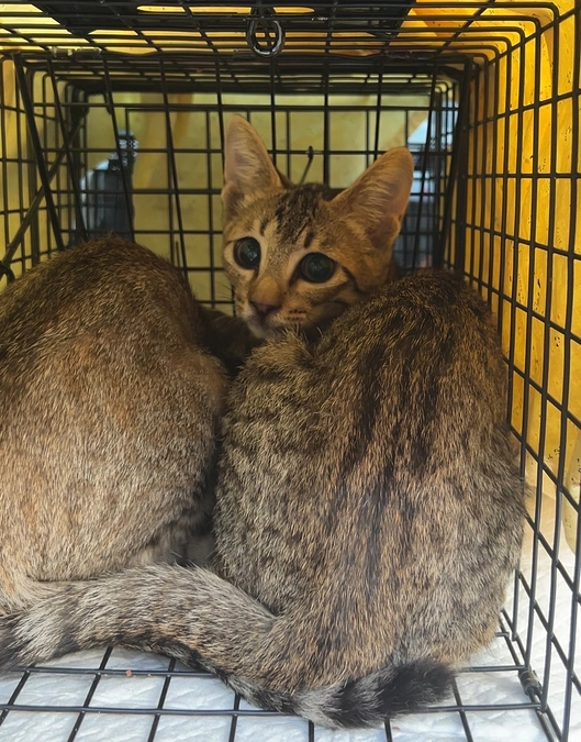 子猫が床下から湧いてきてます💦