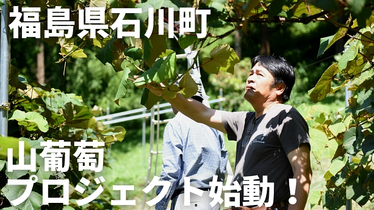 山葡萄で何ができる？」福島県石川町を持続可能な地域へ（角田 信 2020