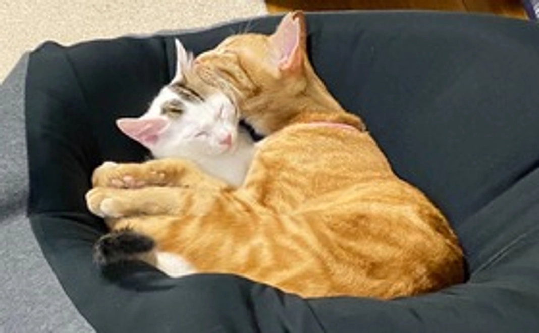 【アンレン応援】1,000円