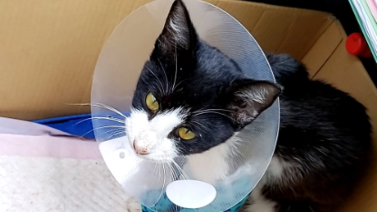 交通事故で左前脚を負傷した猫の治療費用の追加支援