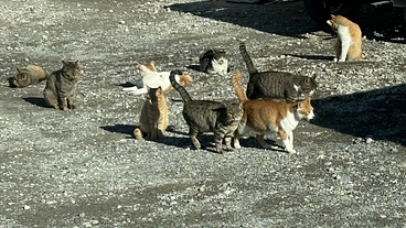 保護猫ハウスの資材費用と餌代のご支援をお願いいたします！ のトップ画像