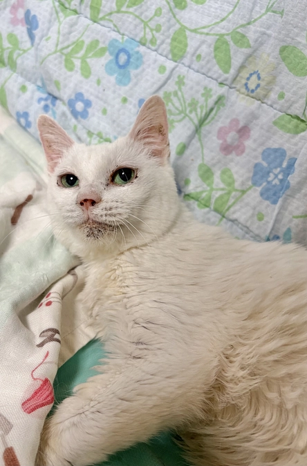 シュガーの久しぶりのブラッシング