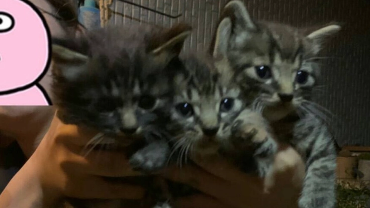 野良猫０プロジェクト！！