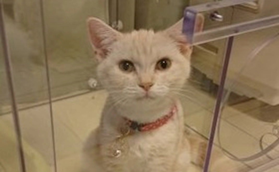 ララちゃんを助けて 1,000円【感謝のメール】