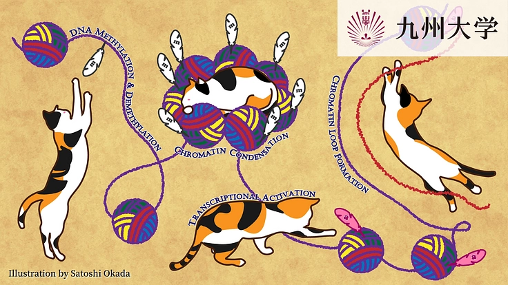 三毛猫の毛色をつかさどる遺伝子を解明したい！〜60年間の謎に挑む〜