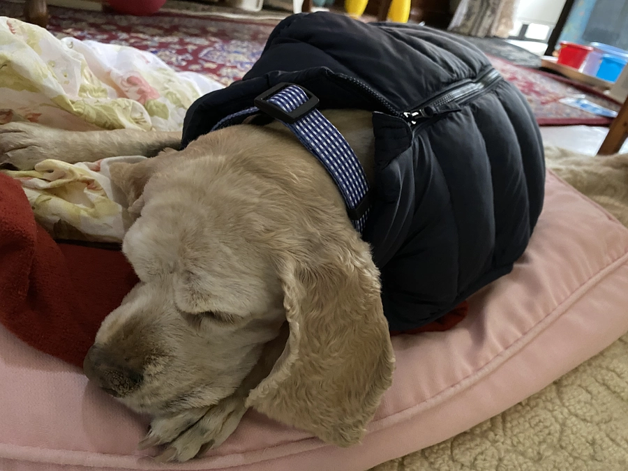 ロレンツア2回目の抗がん剤して帰宅しました