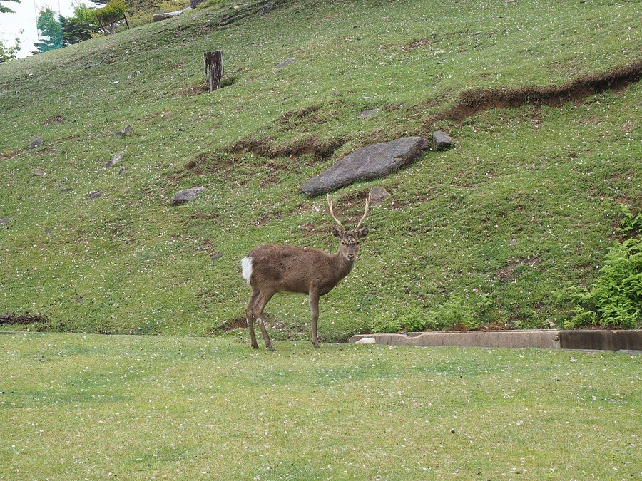鹿のうわさ