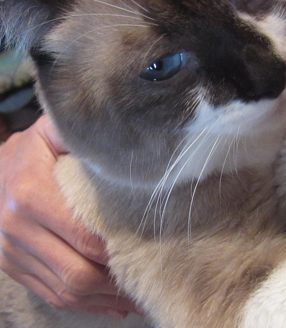 先日の猫ちゃん／現場付近の清掃活動