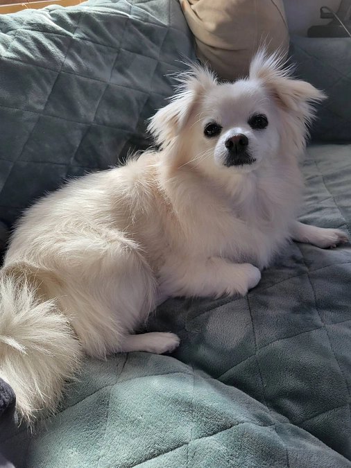 残り15日💦ハクの未来への希望 - 皆様への感謝と現状報告