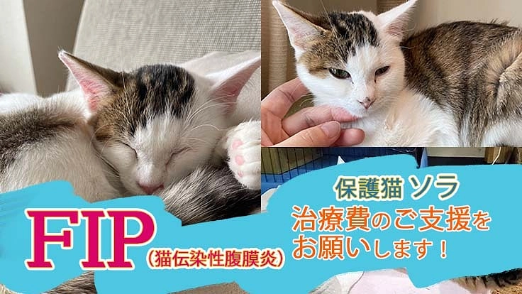 難病ＦＩＰを乗り越えた子猫ソラの治療費の支払い援助をお願いします！