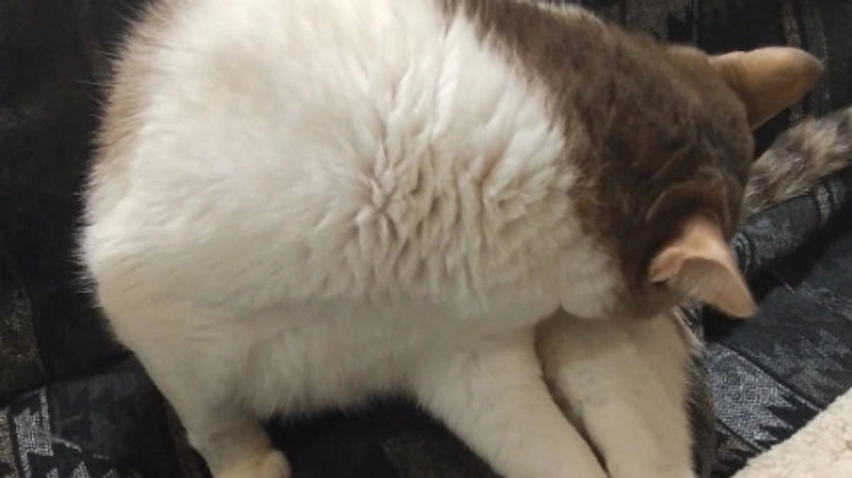 残り２日！（再掲）