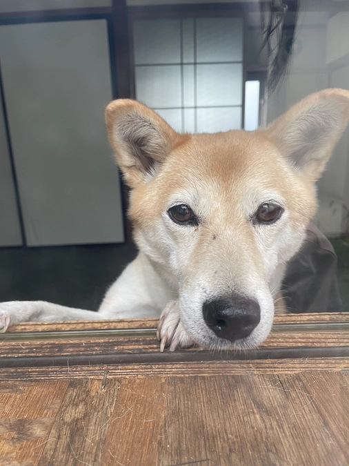 アリスちゃん。シバ系の懐いてからの甘えがかわいい過ぎる