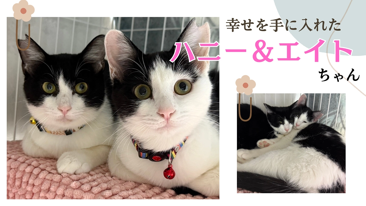 ハニーとエイト２匹一緒に里親に行きました。