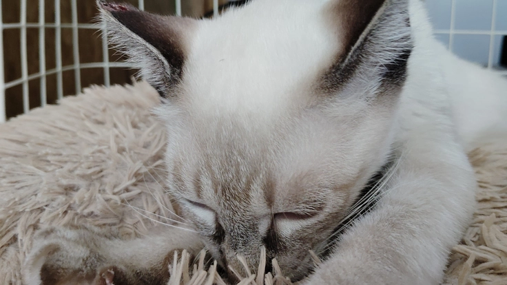 遺されたニャンズにより良い生活環境を…