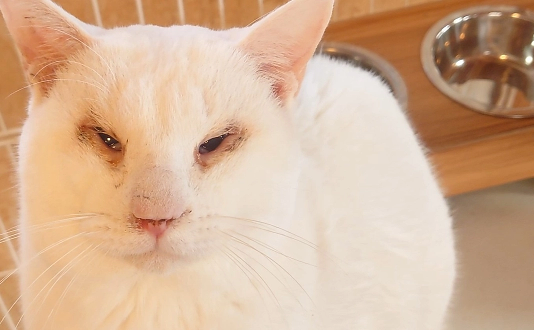 お礼のメッセージ