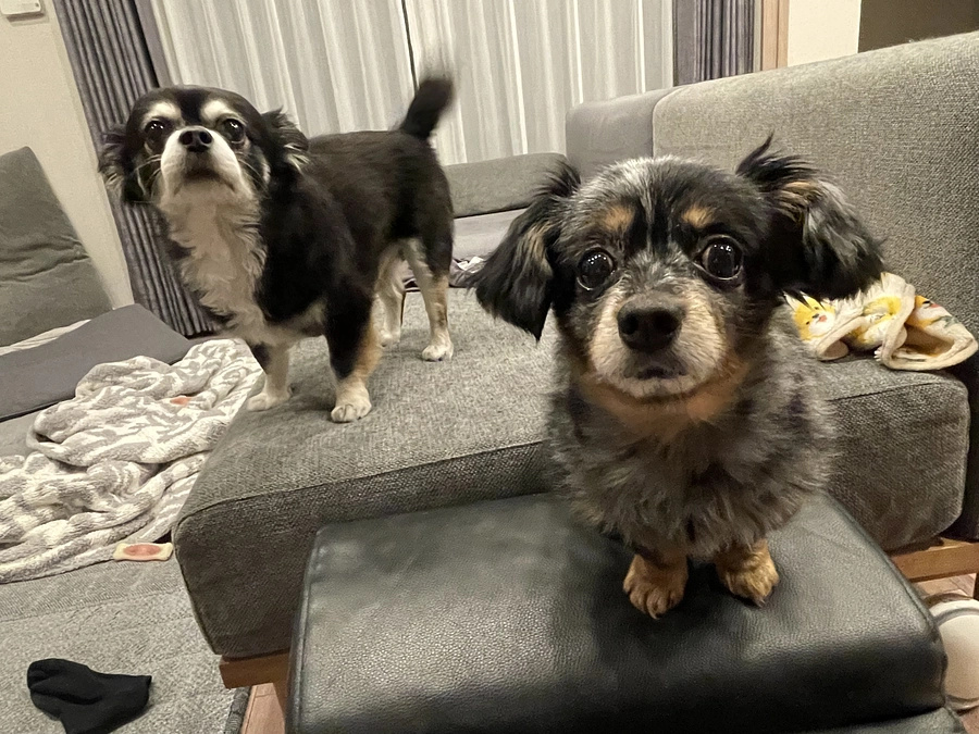 家族紹介します