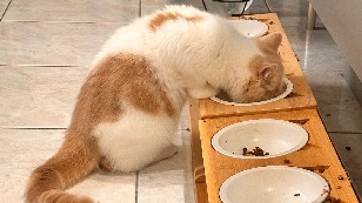 わさびの応援隊