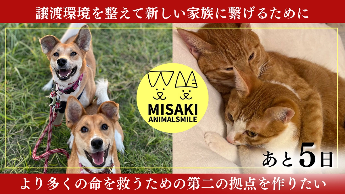 【残り5日】保護犬猫たちがリラックスした状態で譲渡できる環境をなんとしても実現したい