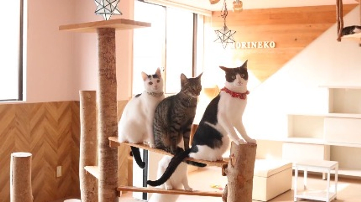 おすすめリターンのご紹介（もりねこカレンダー）