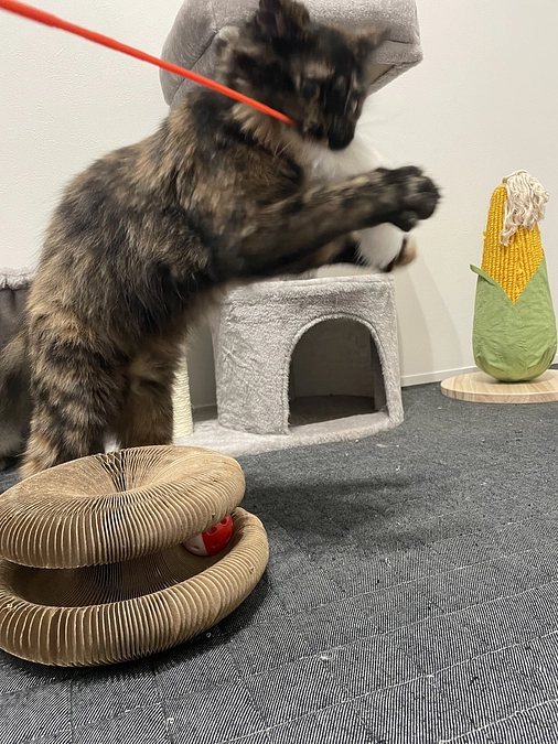 残り1日！！達成率65%🥶