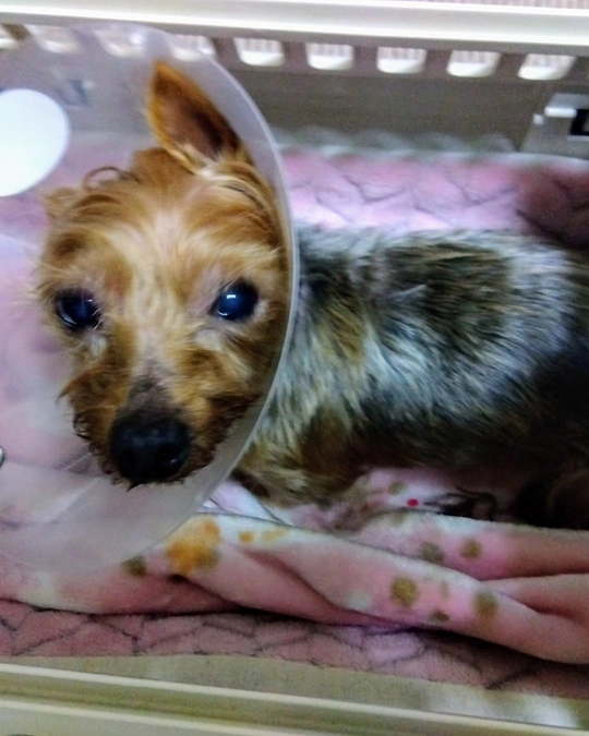 皮膚炎のうめちゃん