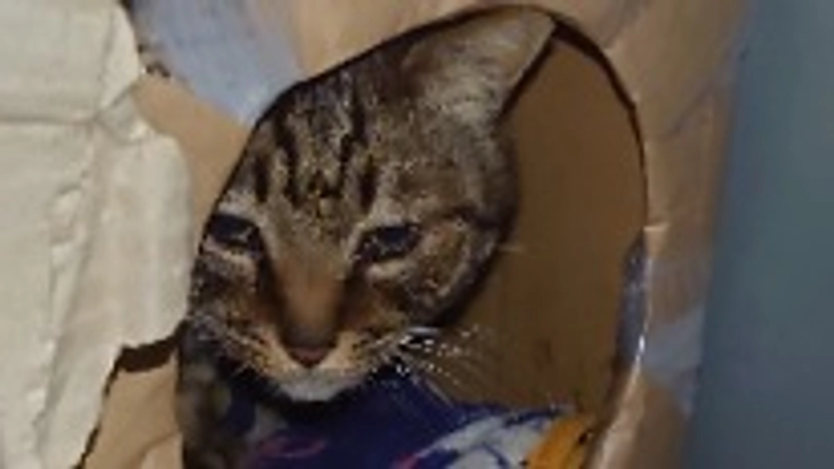 キジ猫　ミー君の猫ハウス