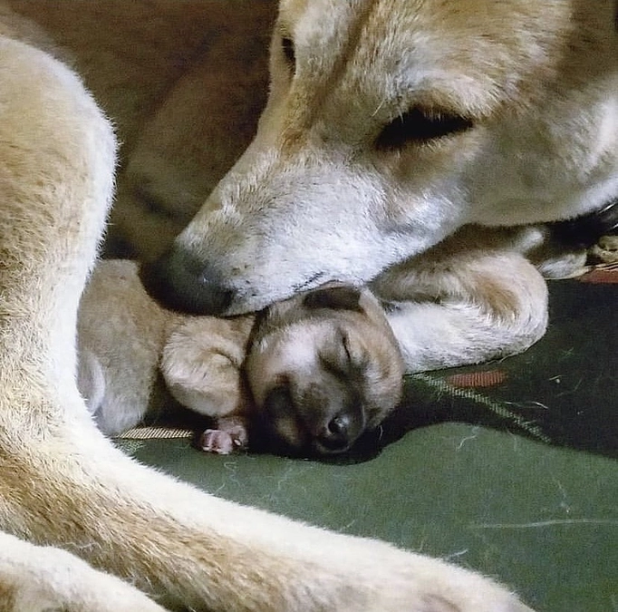 残り９日！仔犬たちの成長と共に。