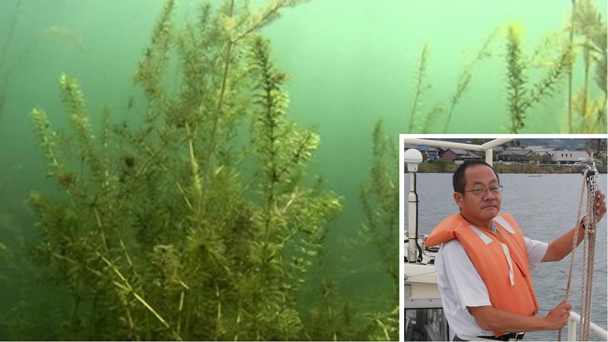 学芸員のお仕事紹介！　陸水物理化学　芳賀裕樹　～南湖の水草の増減を調べる～