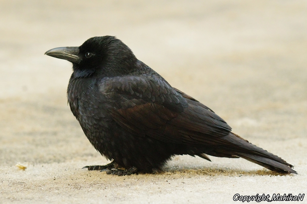 「カラスマニュアル2024」と「パンフレット」を新調しました