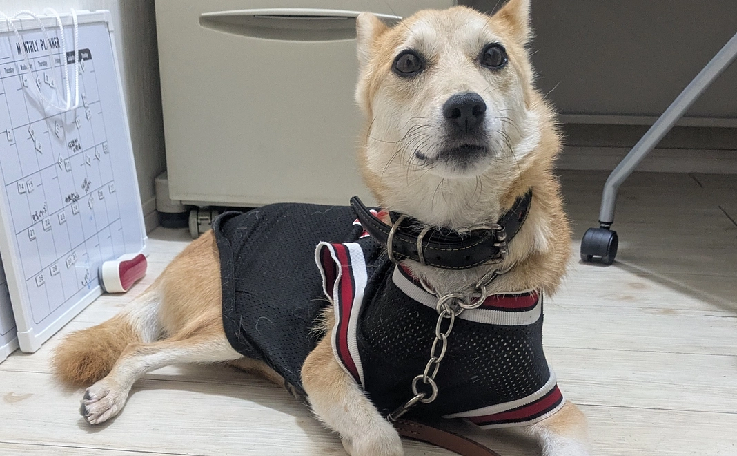 感謝のメールと、ゆめの写真画像(1枚)