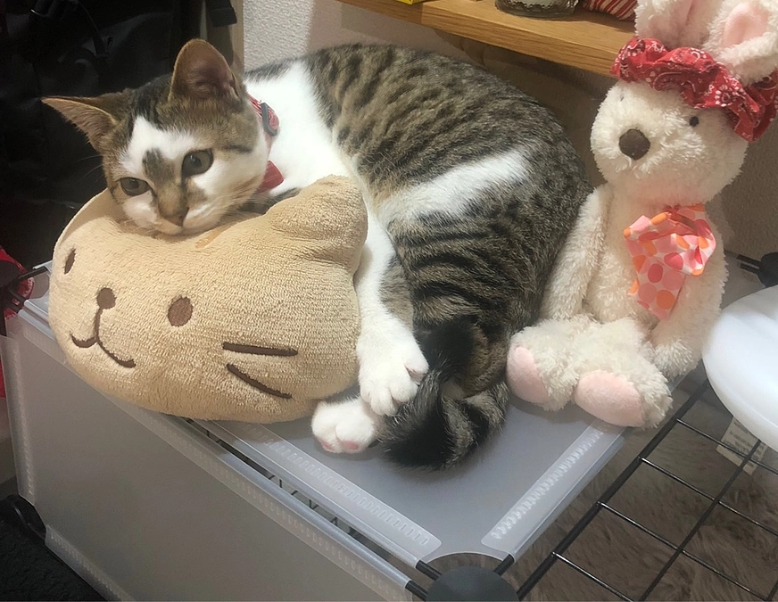 【クラウドファンディング名鑑】にプロジェクトが掲載されました😸🎉