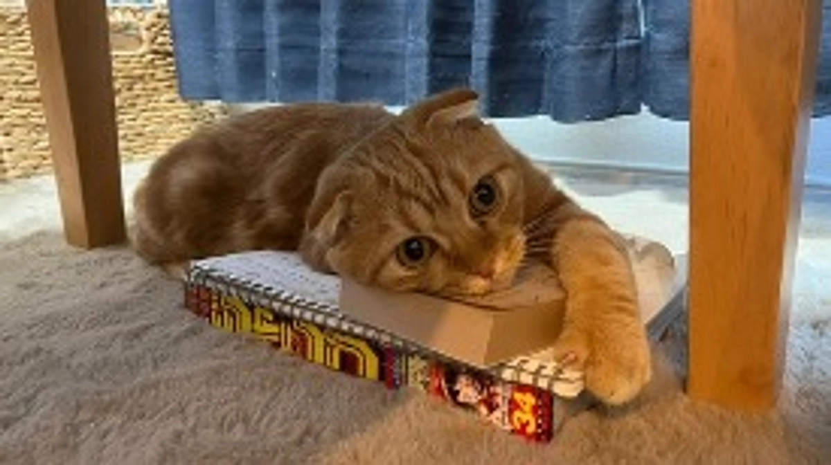 FIP経過観察18日目