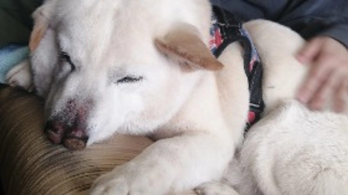 犬部屋のエアコン取付完了