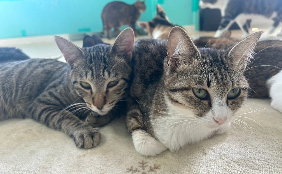 応援コース|10,000円