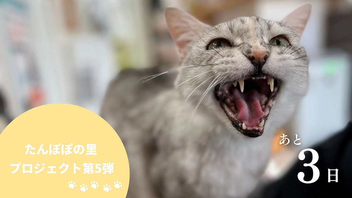 終了まで残り3日！！