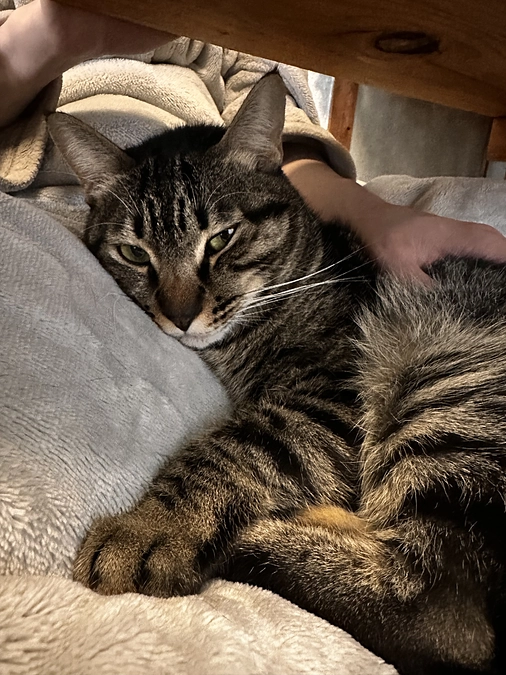 クラファン49日目