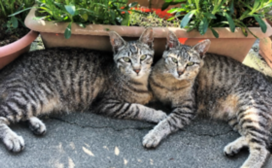 応援ありがとうございます