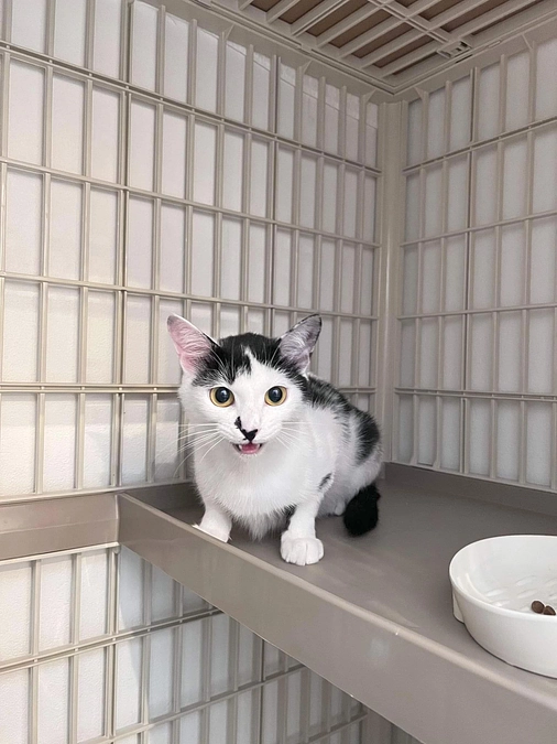 猫伝染性腹膜炎（FIP）を新薬で克服。頑張ったね！メルローちゃん。そして、ついに運命の家族がお迎えに