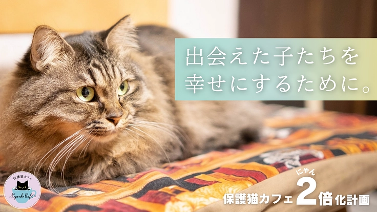 救える命を諦めない。 保護猫カフェを拡張し1匹でも多くの猫を幸せに