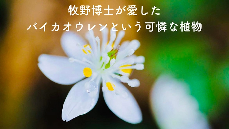 牧野富太郎の植物学のエッセンスが満載のおもちゃ美術館をつくりたい! 2枚目