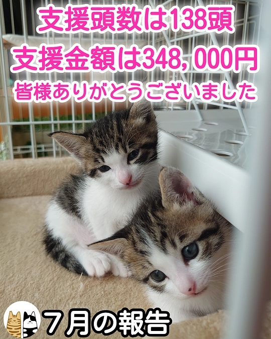７月も皆様のおかげでたくさんの猫ちゃんに支援ができました