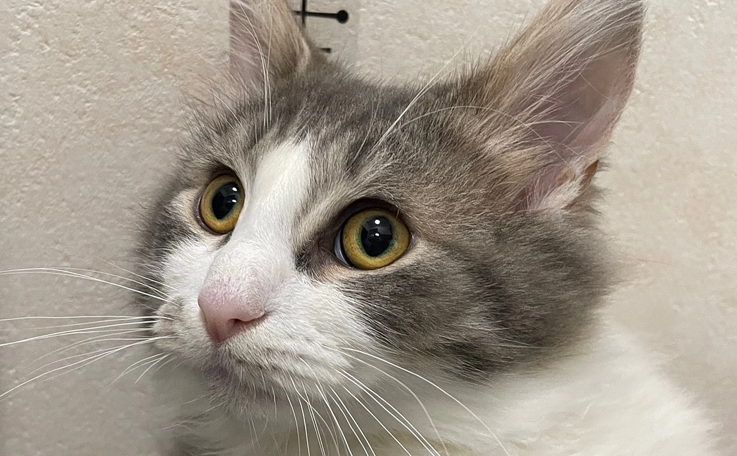 コアくん支援①感謝のメッセージ