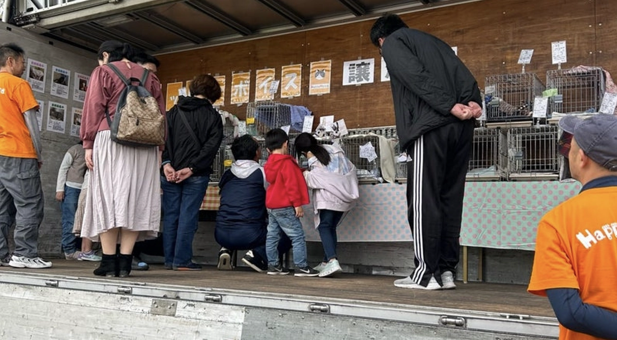 2023年度最後の譲渡会で3匹がトライアル決定！新シェルターで天候に左右されない譲渡会を開きたい！